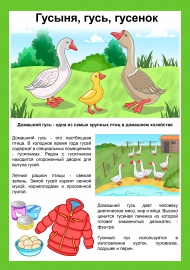 Домашние птицы: гусыня, гусь, гусенок Домашние птицы: гусыня, гусь, гусенок