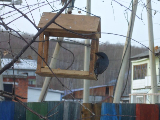 кормушка для птиц Акция «Кормушка для пичужки» кормушка для птиц