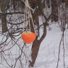 Кормушка для синичек и гаечек. Кормушка для синичек и гаечек.