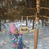 помочь птичкам помочь птичкам