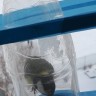 Кормушка за окном Кормушка за окном