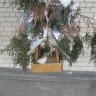 Кормим птиц зимой Кормим птиц зимой