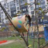 "Кормушка для пичужки" "Кормушка для пичужки"
