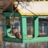 кормушка на нашем участке кормушка на нашем участке