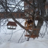 Наши кормушки Наши кормушки