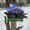 В нашей кормушке воркуют голубки В нашей кормушке воркуют голубки