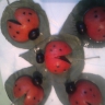 Божьи коровки Божьи коровки