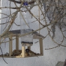 Кормушки для пичужки Кормушки для пичужки