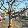 Тыквенная кормушка Тыквенная кормушка