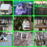 Птичье кафе Птичье кафе