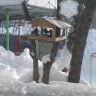 "Кормушка" "Кормушка"