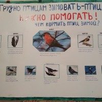 Чем покормить птиц зимой Чем покормить птиц зимой