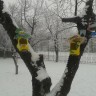 Птичий городок Птичий городок