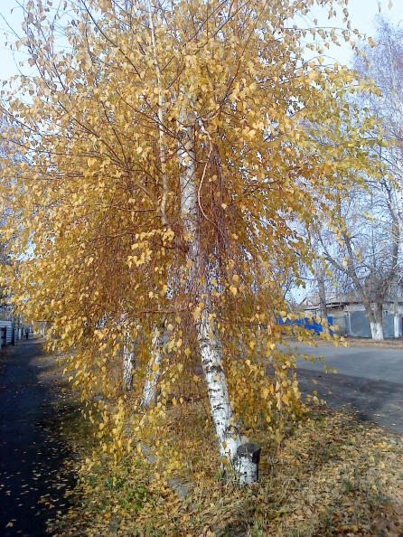 Госпожа Осень Фото Госпожа Осень