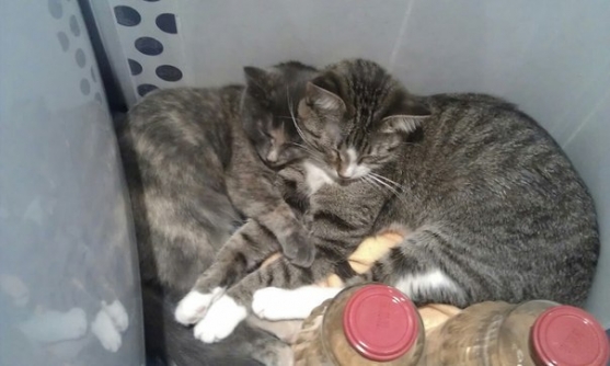 Без кота и жизнь не та! Фото Без кота и жизнь не та!