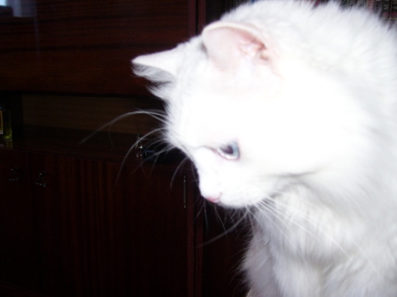 Кошка без имени Фото Кошка без имени