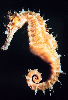 Морские коньки Фото Морские коньки