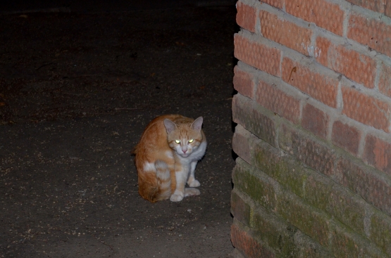 Мир кошек Фото Мир кошек