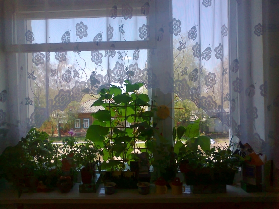 Огород на подоконнике — 2012 Фото Огород на подоконнике — 2012