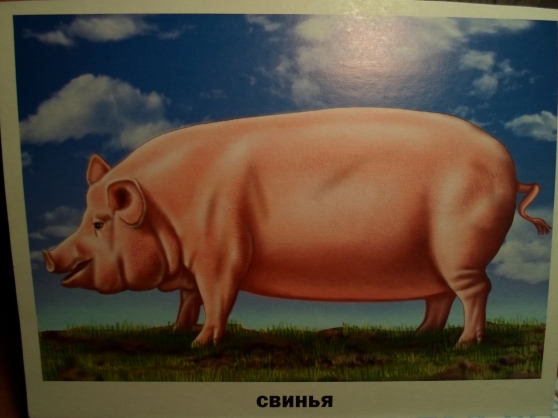 Звуковая культура речи Фото Звуковая культура речи