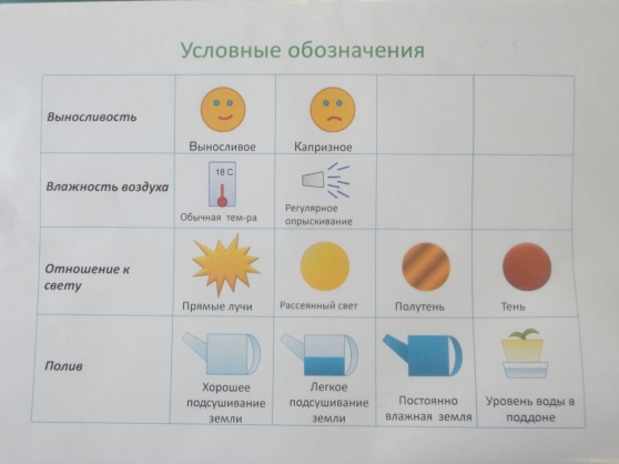 Паспорт Комнатных Растений В Старшей Группе Доу Презентация