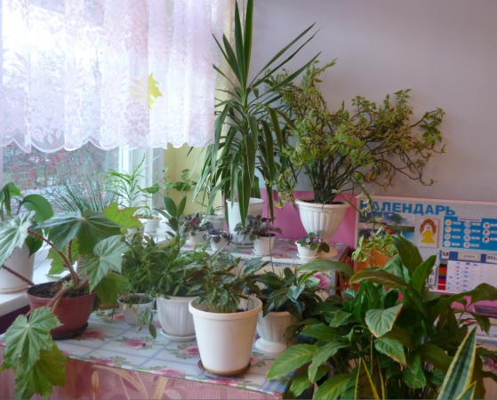 Отчет «Уголок природы — центр формирования элементарных представлений о природном окружении» Фото Отчет «Уголок природы — центр формирования элементарных представлений о природном окружении»