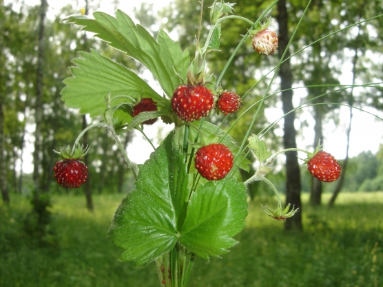 Экскурсия на луг Фото Экскурсия на луг