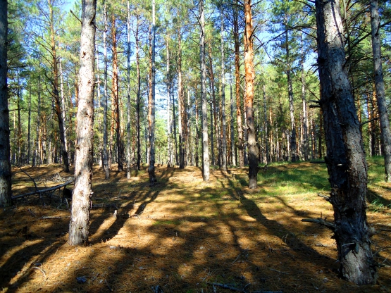 Рассказ «В лесу» Фото Рассказ «В лесу»