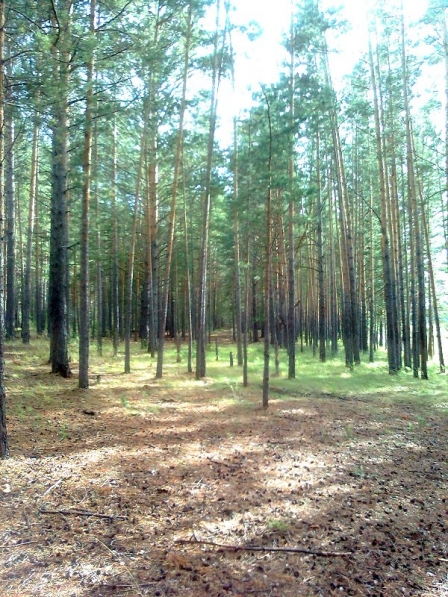 Прогулка по сосновому бору. 2 часть Фото Прогулка по сосновому бору. 2 часть