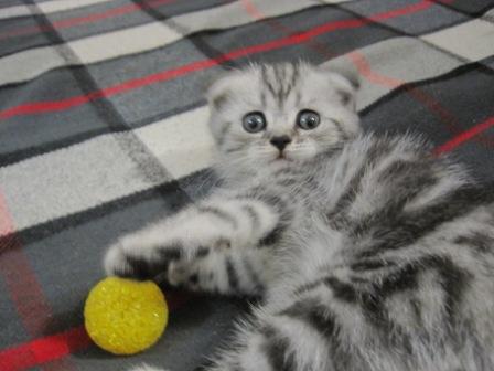 А у нас сегодня кошка родила вчера котят… Фото А у нас сегодня кошка родила вчера котят…
