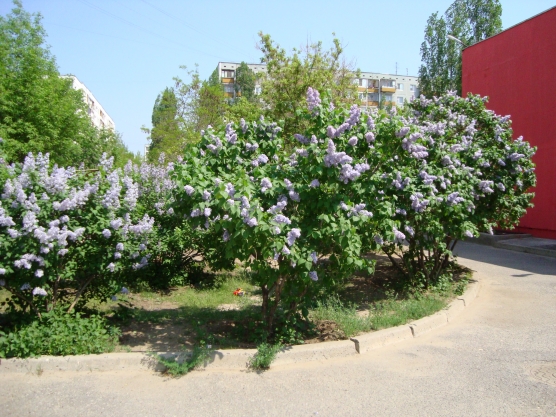 Весна Фото Весна