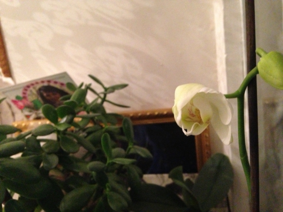 Орхидеи цветут зимой. Фото Орхидеи цветут зимой.