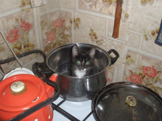 Мой ласковый нежный зверь Фото Мой ласковый нежный зверь