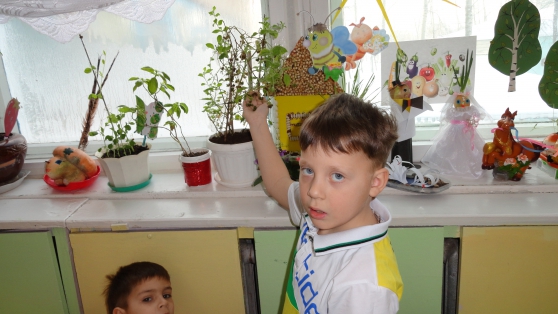 Огород на окне Фото Огород на окне