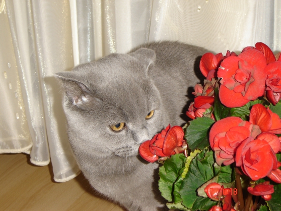 Фотоотчет «Без кота и жизнь и не та» Фото Фотоотчет «Без кота и жизнь и не та»