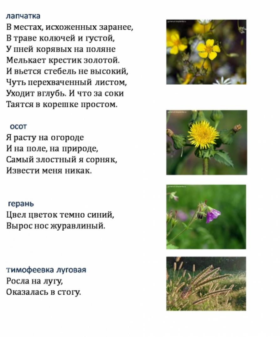 Сценарий по экологии о цветах Сценарий по экологии о цветах