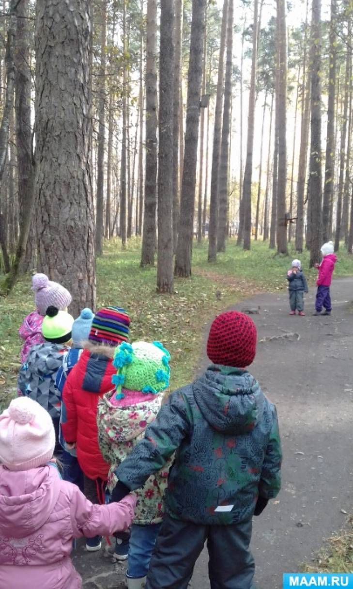 Наблюдение за белками в осеннем лесу Фото Наблюдение за белками в осеннем лесу
