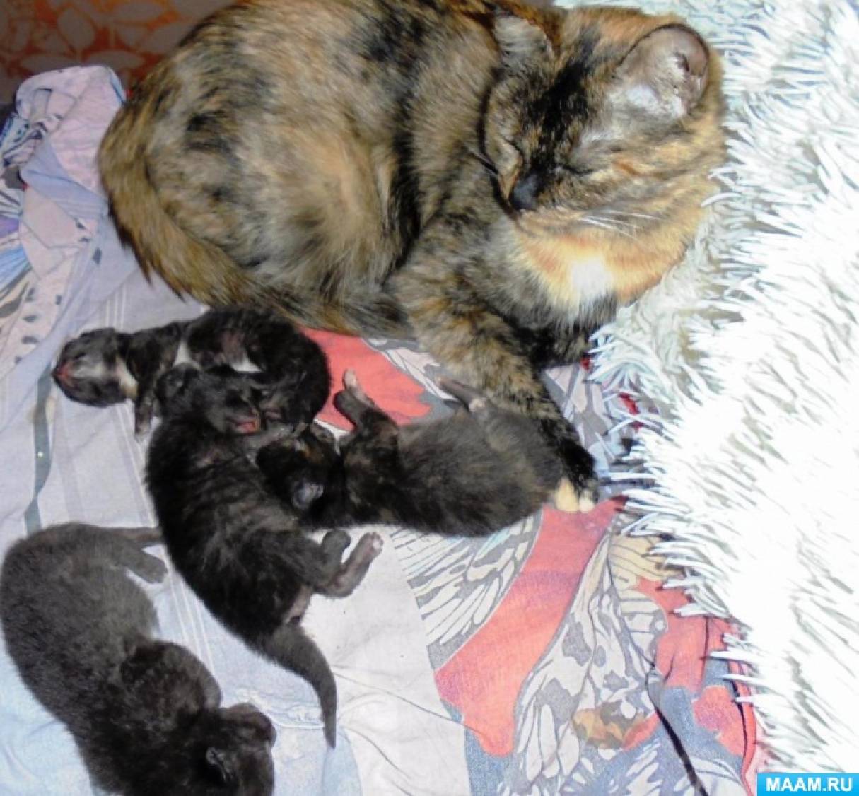 Фотозарисовка «Родились у нас котята!» Фото Фотозарисовка «Родились у нас котята!»