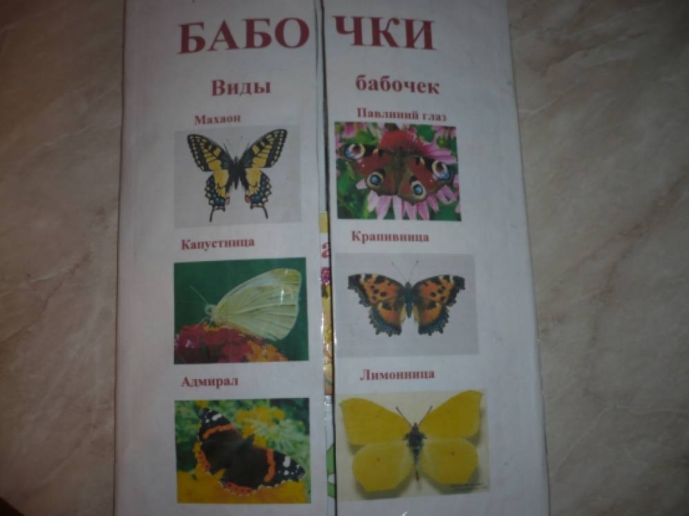 Інтерактивна книга (лепбук) «Метелики» Фото Интерактивная книга (лэпбук) «Бабочки»