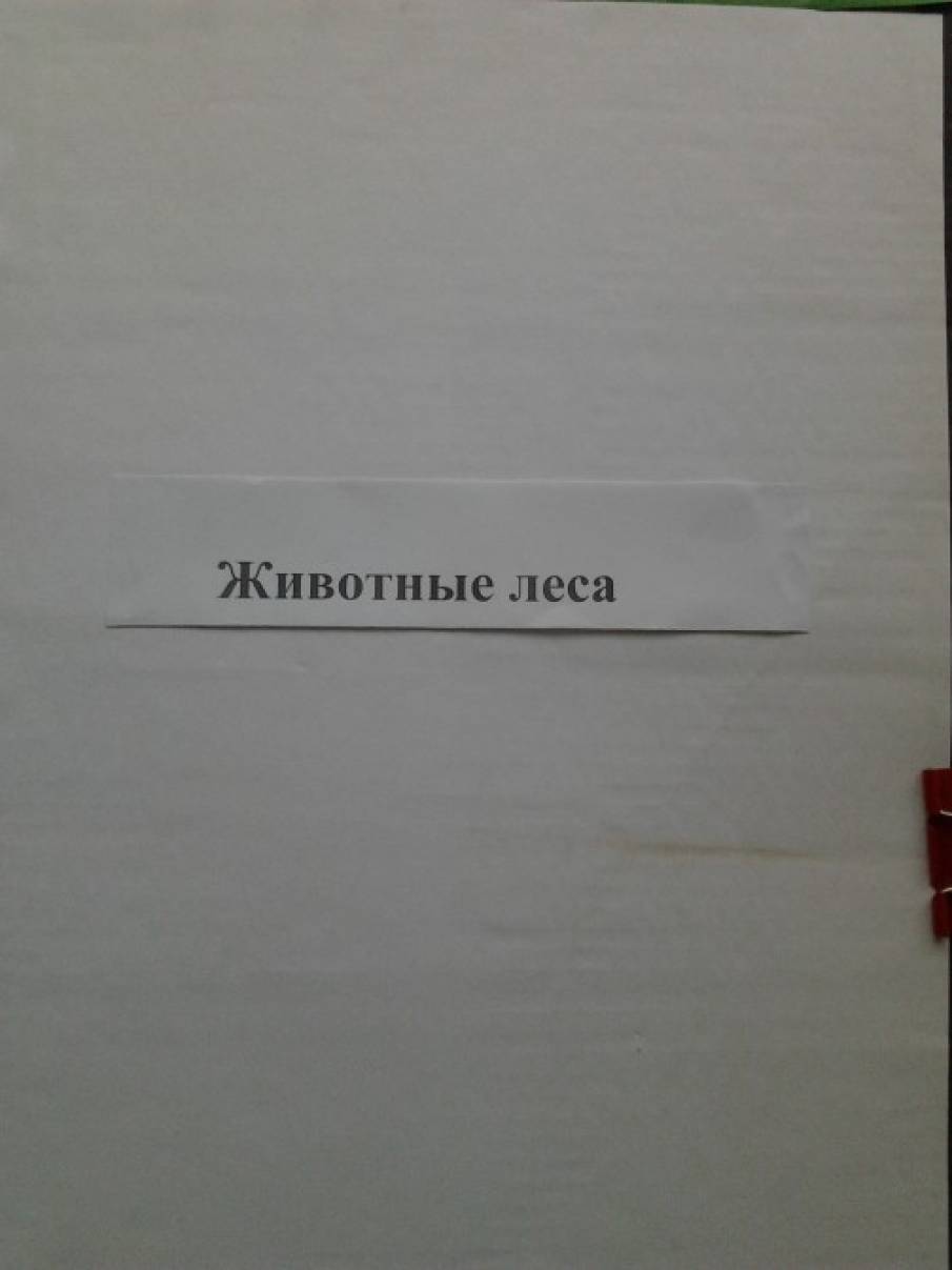 Лэпбук «животные леса» Фото Лэпбук «животные леса»