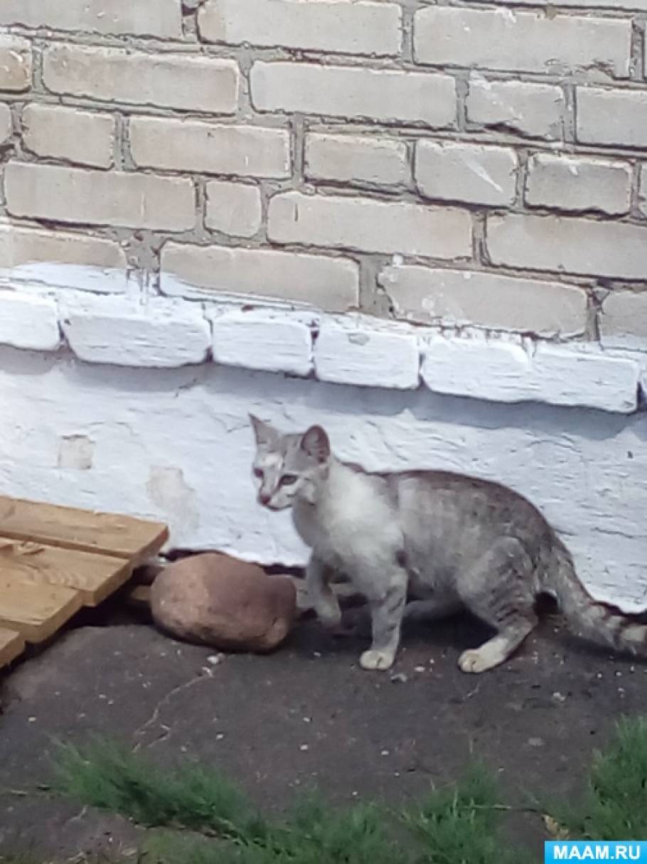 Фотоотчет «Наблюдение за кошкой с котятами на прогулке» Фото Фотоотчет «Наблюдение за кошкой с котятами на прогулке»