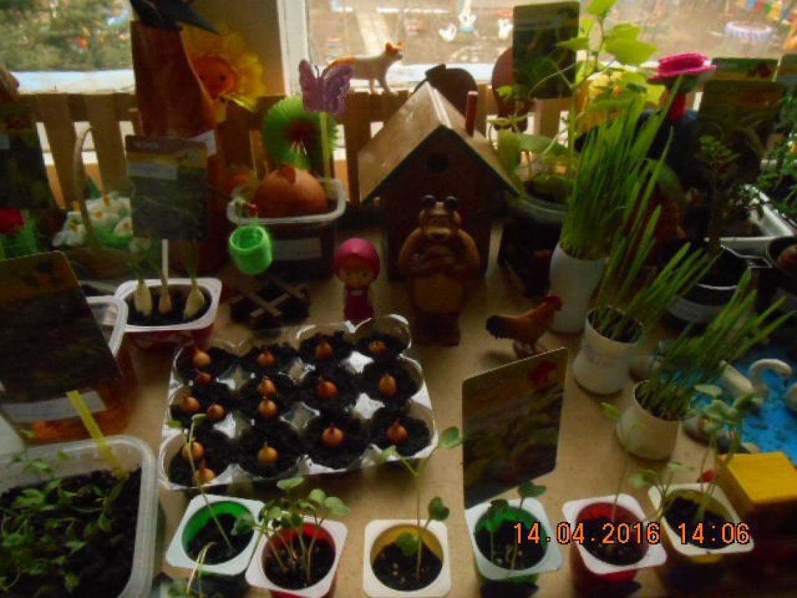 Презентация Проекта Огород На Окне Младшая Группа