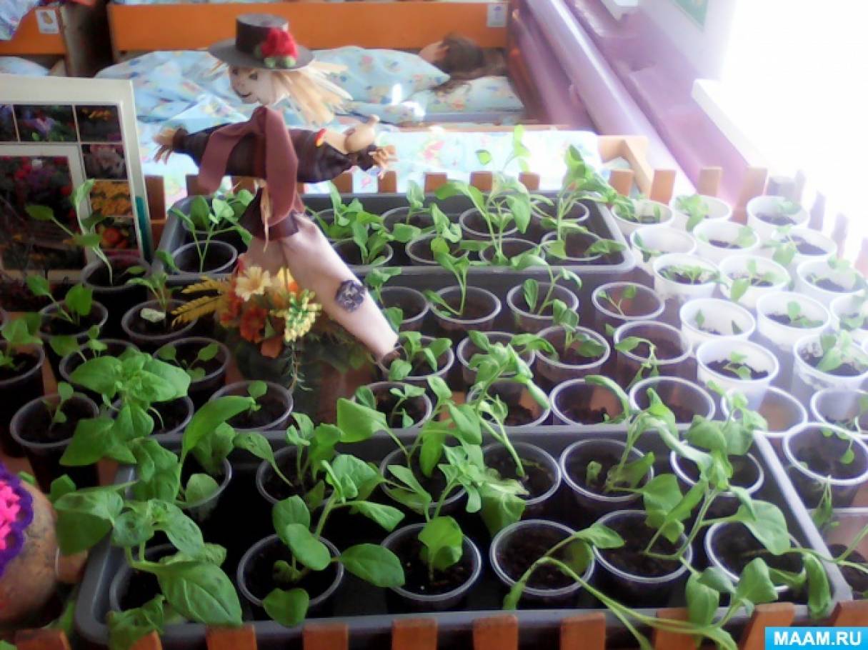 Проект по опытно-экспериментальной деятельности «Огород на окне»