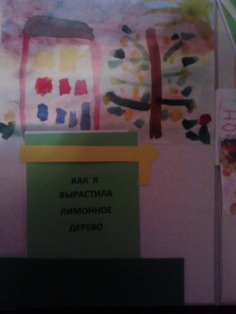 Семена лимона вырастить Семена лимона вырастить