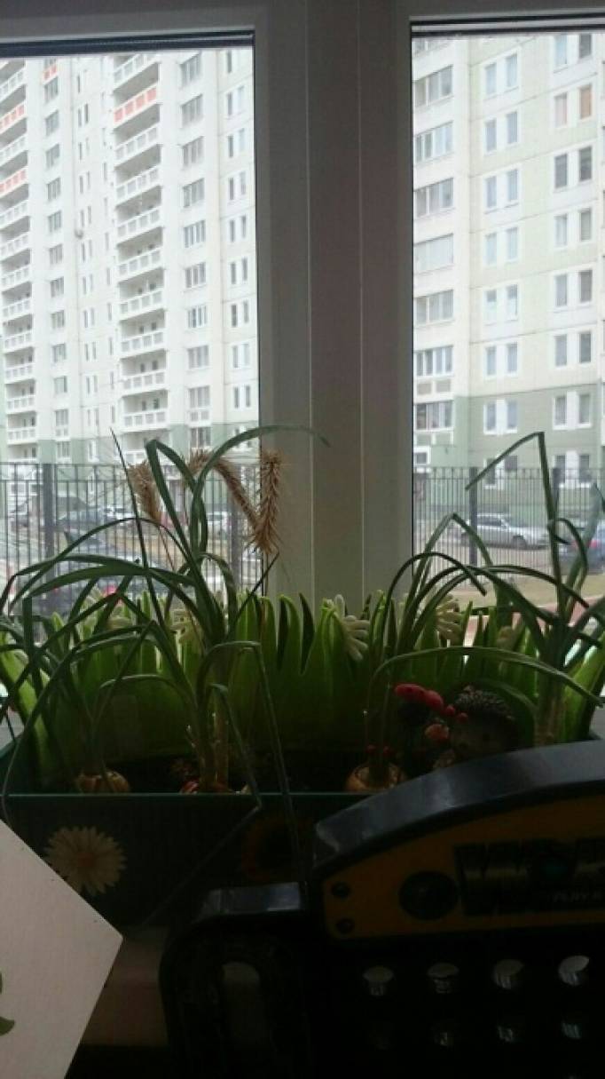 «Город на віконці». Город в дитячому саду сприяє розвитку допитливості і пізнання світу рослин Фото «Огород на окошке». Огород в детском саду способствует развитию любознательности и познанию мира растений