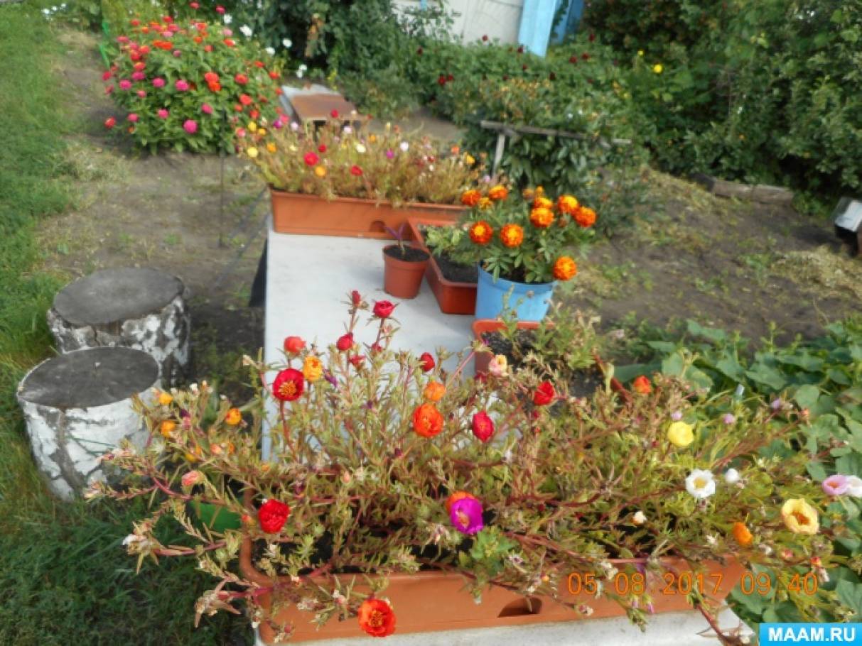 Фоторепортаж «Мой сад и огород» Фото Фоторепортаж «Мой сад и огород»