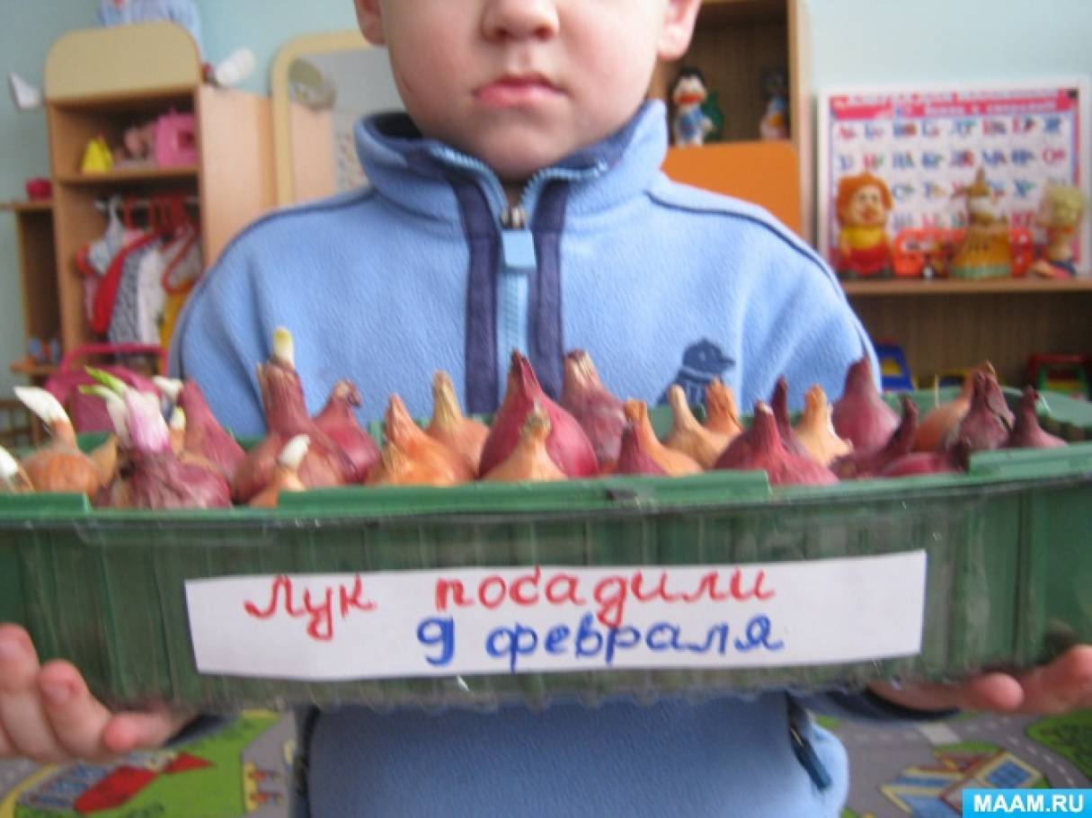 Экспериментальная деятельность в младшей группе «Посадка репчатого лука» Фото Экспериментальная деятельность в младшей группе «Посадка репчатого лука»