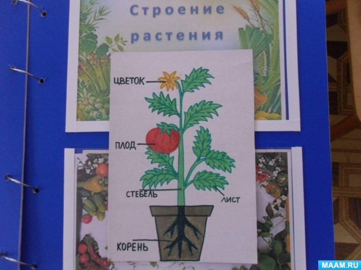 Лэпбук про огород Лэпбук про огород