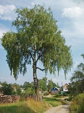 Люблю берёзу русскую… Фото Люблю берёзу русскую…