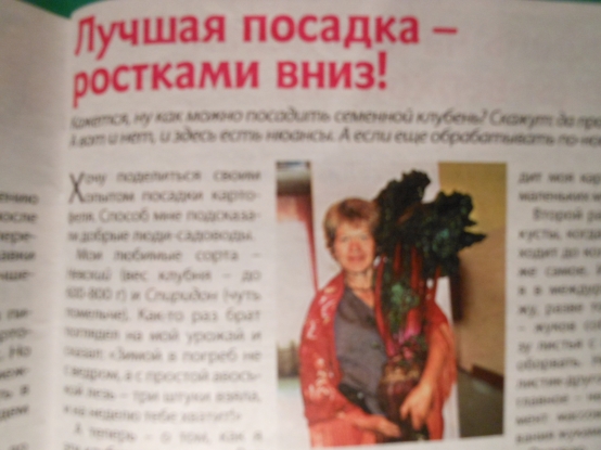 Лучшая посадка картофеля — глазками вниз Фото Лучшая посадка картофеля — глазками вниз